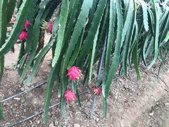 -海上花岛玫瑰园采摘