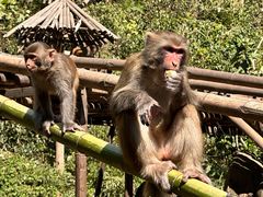 -西双版纳原始森林公园