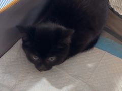 -天使宠物医院·犬猫分诊(彩虹店)