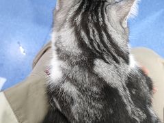 -天使宠物医院·犬猫分诊(彩虹店)