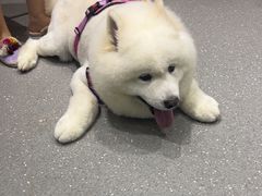 -心仪动物医院·牙专科·肿瘤·心脏科(西客站院)