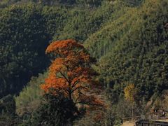 -四明山国家森林公园