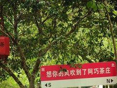 -阿巧茶庄