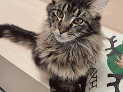 -瞄一喵猫咖(格力海岸店)