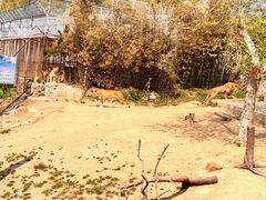 -西霞口神雕山野生动物世界