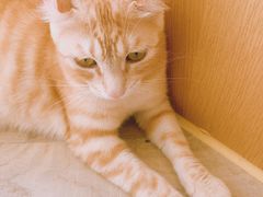-CAT’S MEWSTAR CAFE·喵星球猫屋(晴湾咖啡店)