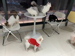 -怪兽屋·羊驼·猫咖·狗咖(俊华广场店)