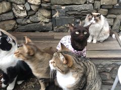 -喵屿·大理花园猫咖