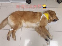 -申普宠物医院·心脏介入·心血管微创(总院)