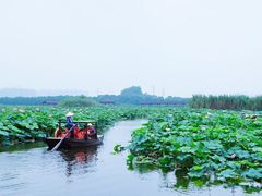 -荷塘月色湿地公园·向阳花洲