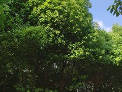 -胜丰草莓采摘园