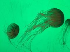 -沈阳海洋探索中心