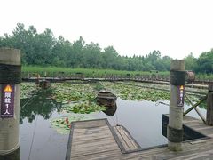 -溱湖国家湿地公园