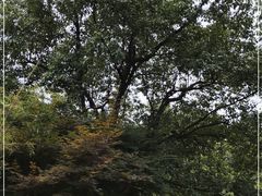 -杭州半山国家森林公园