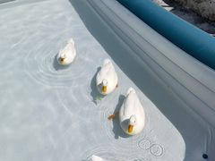 -祥源·阜阳生态乐园