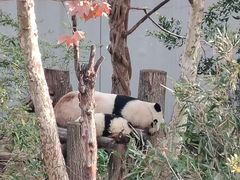 -都江堰中华大熊猫苑