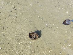 -红树林天天赶海