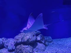 -贝林大翅鲸简餐厅(国家海洋博物馆店)