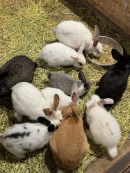 -酷嗒动物文化乐园(cutezoo西溪乐天城店)