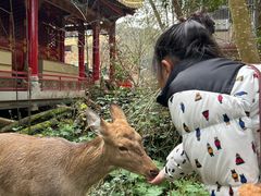 -都江堰玫瑰花溪谷