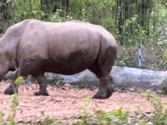 -清迈夜间动物园