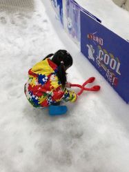 -Mr·Kuma酷么先生雪之乐园