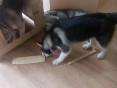 -Husky Go! 哈士奇体验馆·宠物咖啡厅狗咖