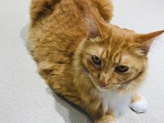 -藏猫猫咖啡主题馆(中央大道店)