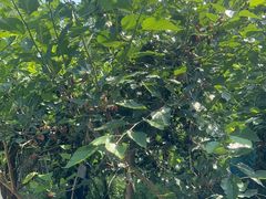 -同銮特种养殖场·龙虾垂钓