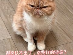 -申普宠物医院·心脏介入·心血管微创(总院)