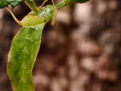 -美国自然历史博物馆