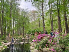 -上海共青森林公园