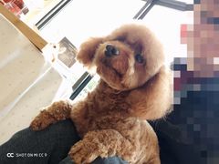 -西元前宠物酒店(郑庄府邸店)