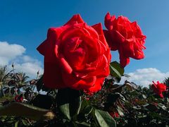 -亚龙湾国际玫瑰谷