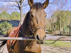 -上海海湾国家森林公园