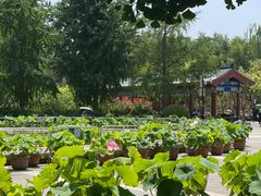 -莲花池公园