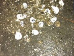 -浪琴湾尾角仔海鲜坊