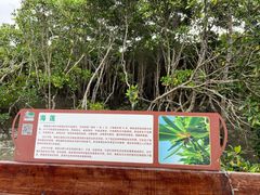 -东寨港红树林旅游区