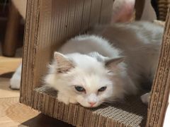 -瞄一喵猫咖(格力海岸店)
