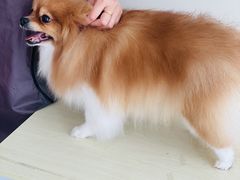 -德元·美联众合24小时动物医院(总院)