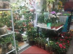 -溪岸路花鸟市场