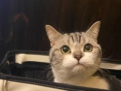 -灶咖KITCHEN