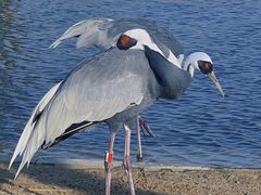-盐城丹顶鹤湿地生态旅游区