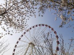 -顾村公园