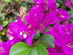 -三亚海棠湾万丽度假酒店