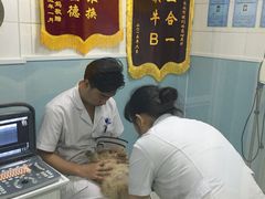 -中农大我爱我爱24h动物医院·中医针灸·猫专科·骨科医疗中心(双井店)
