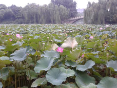 -紫竹院公园冰场