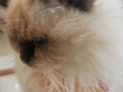 -共舞时光猫咖·狗咖(新街口店)