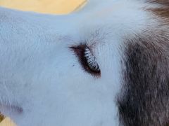 -Husky Go! 哈士奇体验馆·宠物咖啡厅狗咖