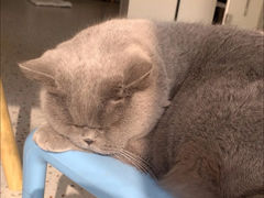 -柚子猫舍·精品猫舍购猫·猫咪认养·购宠·宠物店
